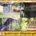 இலங்கை போக்குவரத்து சபையின் முன்னாள் பிரதித் தலைவருக்கு பிணை