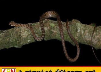 இலங்கையில் புதிய பாம்பு இனம் ஆராய்ச்சியாளர்களால் கண்டுபிடிப்பு