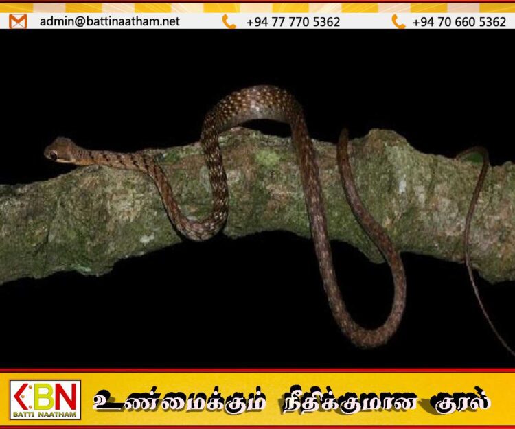 இலங்கையில் புதிய பாம்பு இனம் ஆராய்ச்சியாளர்களால் கண்டுபிடிப்பு