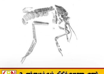 இலங்கையில் புதிய நுளம்பு இனம் அடையாளம்