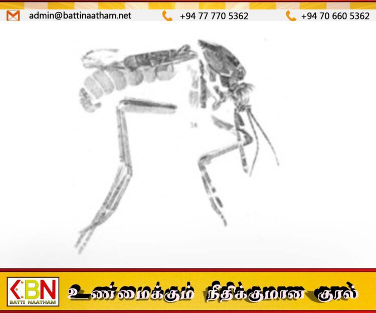 இலங்கையில் புதிய நுளம்பு இனம் அடையாளம்