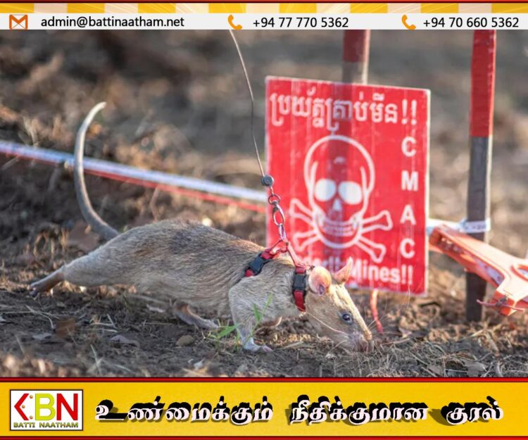 கண்ணிவெடிகளை கண்டுபிடித்து ஆப்பிரிக்க பெருச்சாளி கின்னஸ் சாதனை