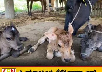 யாழில் ஒரே தடவையில் மூன்று கன்றுகளைப் பிரசவித்த பசு