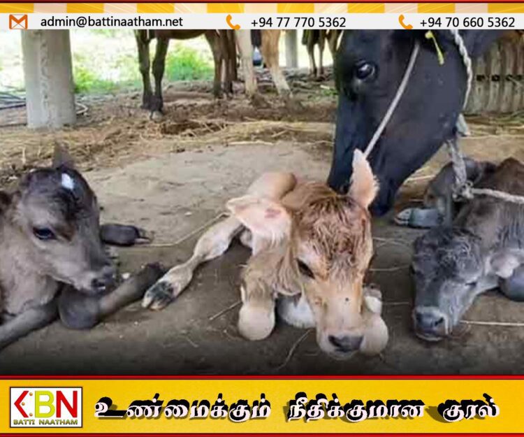 யாழில் ஒரே தடவையில் மூன்று கன்றுகளைப் பிரசவித்த பசு