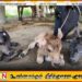 யாழில் ஒரே தடவையில் மூன்று கன்றுகளைப் பிரசவித்த பசு
