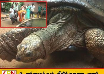 153 ஆண்டுகள் பழமையான இராட்சத ஆமைக்கு புத்தாண்டு எண்ணெய் தடவும் சடங்கு