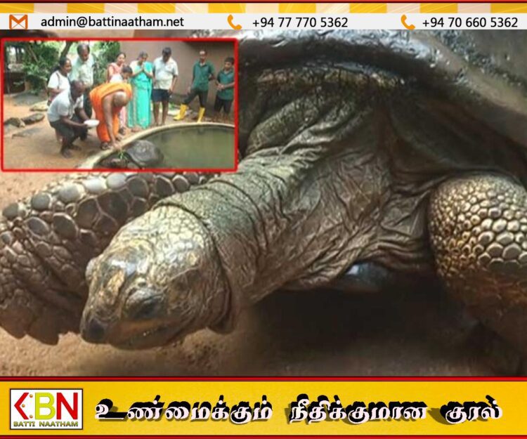 153 ஆண்டுகள் பழமையான இராட்சத ஆமைக்கு புத்தாண்டு எண்ணெய் தடவும் சடங்கு