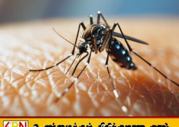 இரத்தினபுரியில் டெங்கு நோயாளர்களின் எண்ணிக்கை அதிகரிப்பு