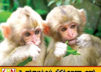 குரங்குகள் தொடர்பில் மீண்டும் கணக்கெடுப்பு