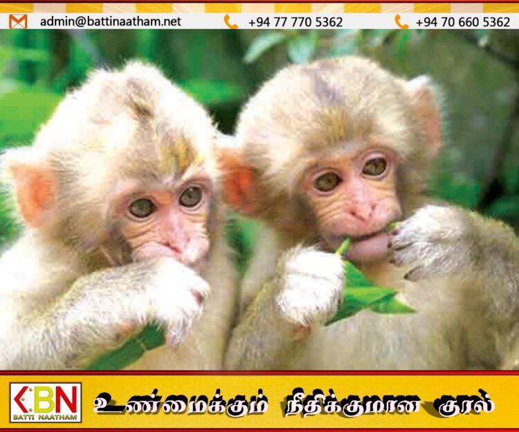 குரங்குகள் தொடர்பில் மீண்டும் கணக்கெடுப்பு