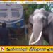காட்டு யானை மீது ரயில் மோதியதில் தடம் புரள்வு