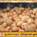 தேங்காய் விலையை கட்டுப்படுத்த சதோச மூலம் புதிய திட்டம்