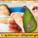 நாட்டில் டெங்கு நோயாளர்களின் எண்ணிக்கை அதிகரிப்பு; ஏழு பேர் உயிரிழப்பு