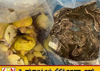 இலங்கைக்கு பாதிப்பை ஏற்படுத்தும் வகையில் உயிரினங்களை இறக்குமதி செய்ய முயன்ற மூவர் கைது