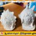 மில்லியன் பெறுமதியான வலம்புரி சங்குகளுடன் நால்வர் கைது