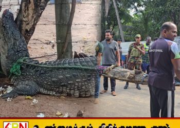 மட்டு சின்ன ஊறணியில் குடிமனை பகுதிக்குள் உட்புகுந்த 6 அடி முதலை