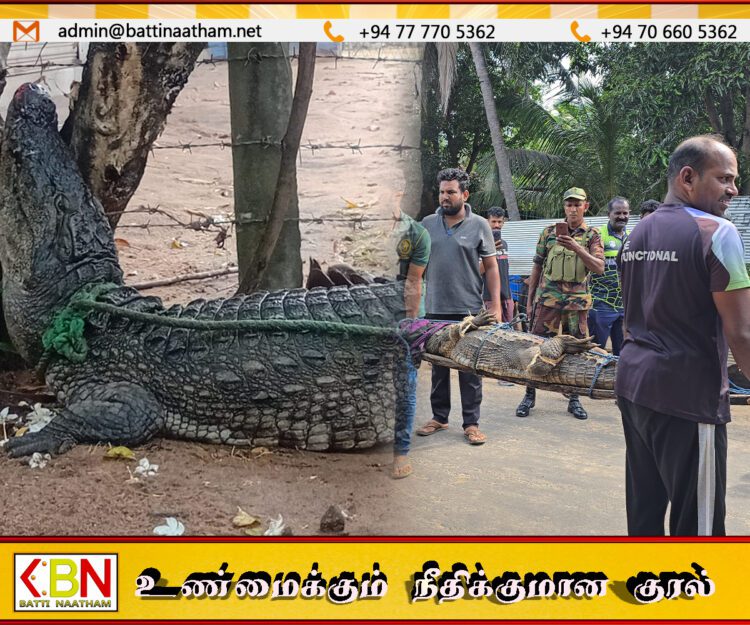 மட்டு சின்ன ஊறணியில் குடிமனை பகுதிக்குள் உட்புகுந்த 6 அடி முதலை