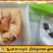 பாடசாலை மாணவனின் உணவு பொதியில் கண்டுபிடிக்கப்பட்ட கஞ்சா பொதிகள்