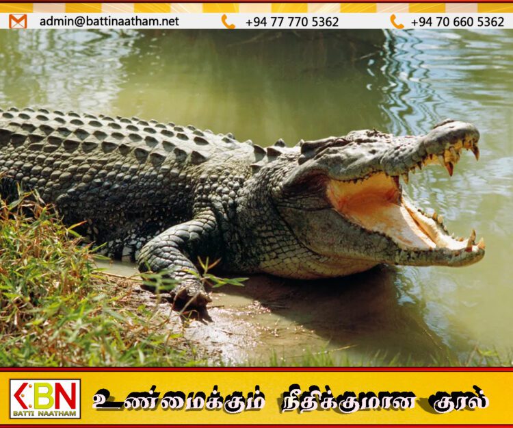 வாழைச்சேனையில் மீன்பிடித்துக் கொண்டிருந்த இளம் குடும்பஸ்தரை இழுத்துச் சென்ற முதலை