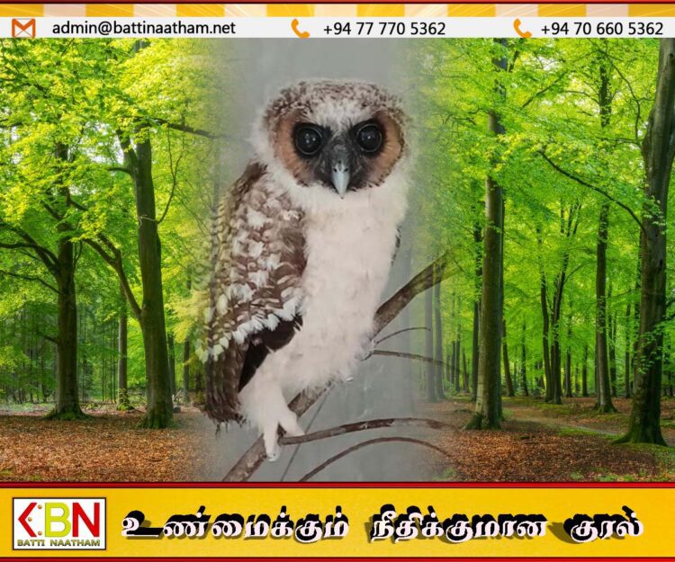 இலங்கையில் பிரவுன் வுட் என்ற அரியவகை ஆந்தை கண்டுபிடிப்பு