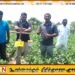 வாகரை மாங்கேணி பகுதியில் பயிர் நோய் பீடை கட்டுப்பாடு தொடர்பான விழிப்பூட்டல் நிகழ்வு