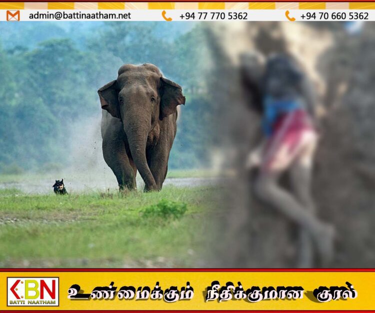 மட்டு வவுணதீவு வயல் பிரதேசத்தில் யானை தாக்குதலில் 70 வயது விவசாயி உயிரிழப்பு