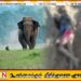 மட்டு வவுணதீவு வயல் பிரதேசத்தில் யானை தாக்குதலில் 70 வயது விவசாயி உயிரிழப்பு