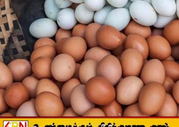 சந்தையில் முட்டையின் விலையில் வீழ்ச்சி