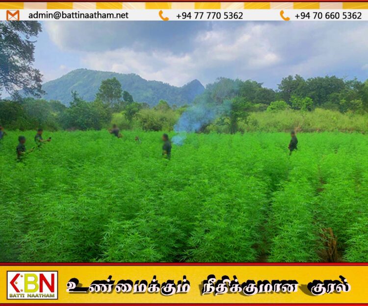 யால காட்டுப்பகுதியில் கஞ்சா பயிர்ச்செய்கையை சுற்றிவளைத்த பொலிஸார்