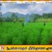 யால காட்டுப்பகுதியில் கஞ்சா பயிர்ச்செய்கையை சுற்றிவளைத்த பொலிஸார்