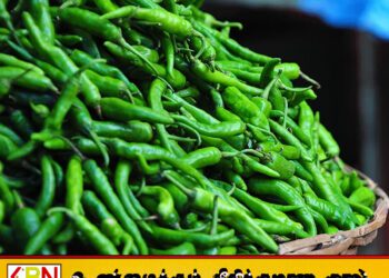 பச்சை மிளகாய் ஒரு கிலோ 1000 ரூபாவை தொட்டது