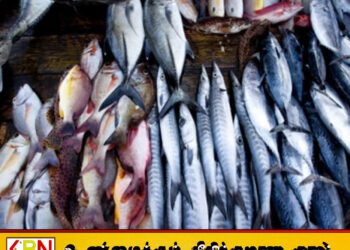 மே மாதம் முதல் நாட்டில் மீன்களின் விலை அதிகரிப்பு