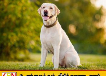 நாயை மோட்டார் சைக்கிளில் கட்டி வீதியில் இழுத்துச்சென்ற நபர்