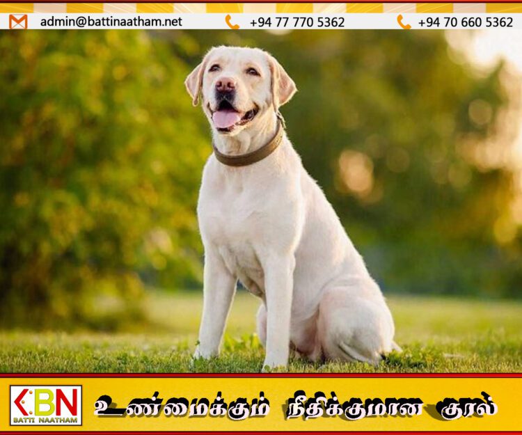 நாயை மோட்டார் சைக்கிளில் கட்டி வீதியில் இழுத்துச்சென்ற நபர்