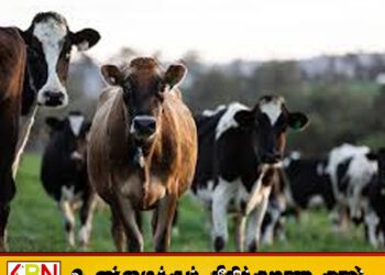 பசு இறக்குமதியில் பாரிய மோசடி- சிக்கவுள்ள முன்னாள் ஜனாதிபதிகள் மற்றும் முன்னணி அரசியல் தலைவர்கள்