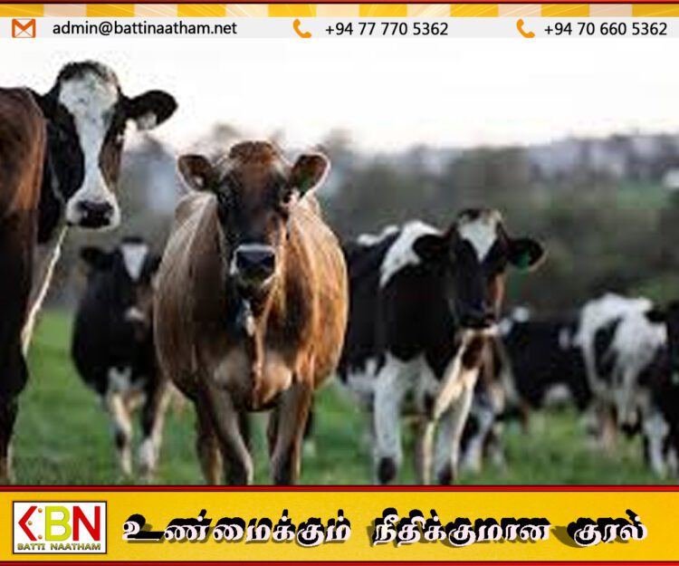 பசு இறக்குமதியில் பாரிய மோசடி- சிக்கவுள்ள முன்னாள் ஜனாதிபதிகள் மற்றும் முன்னணி அரசியல் தலைவர்கள்
