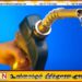 யாழில் 1000 லீற்றர் தண்ணீர் தாங்கியில் பெற்றோல் வாங்கி நிரப்பும் நபர்