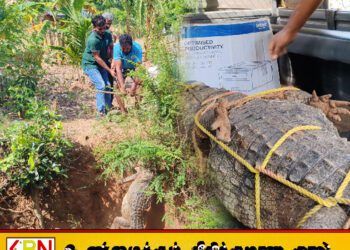 வவுனியாவில் வீட்டு வளாகத்தில் இருந்து 09அடி நீளமான முதலை மீட்பு