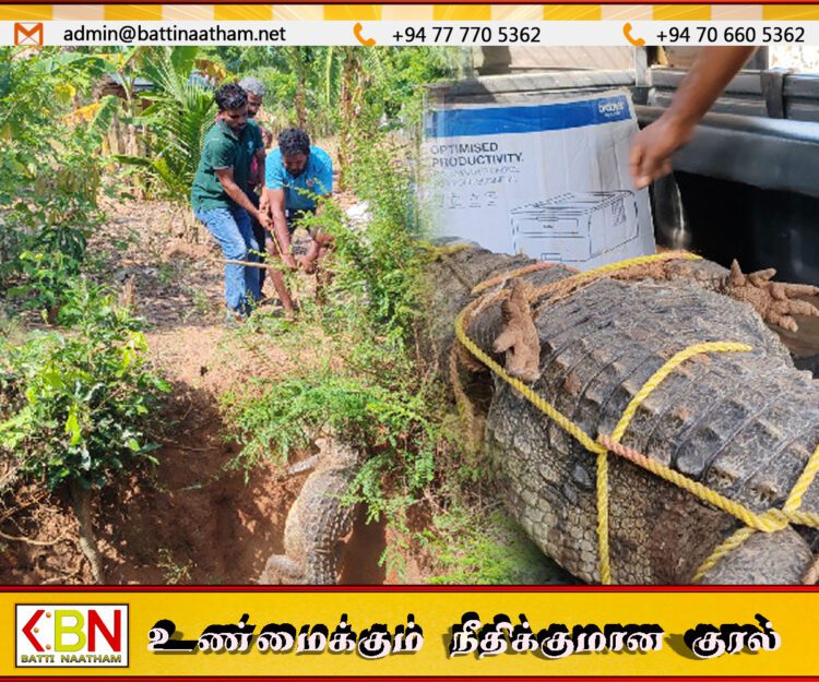 வவுனியாவில் வீட்டு வளாகத்தில் இருந்து 09அடி நீளமான முதலை மீட்பு