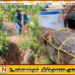 வவுனியாவில் வீட்டு வளாகத்தில் இருந்து 09அடி நீளமான முதலை மீட்பு