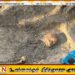 செம்மணி மனிதப் புதைகுழியில் இதுவரை 5 மனித எலும்புக்கூடுகள் அடையாளம்