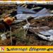 கொலம்பியா பெல்லோவில் மண்சரிவு; 25 பேர் பலி – பலர் மாயம்