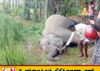 அம்பாறையில் வயல் ஒன்றில் மின்சார வேலியில் சிக்கி காட்டு யானை உயிரிழப்பு