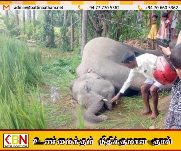 அம்பாறையில் வயல் ஒன்றில் மின்சார வேலியில் சிக்கி காட்டு யானை உயிரிழப்பு