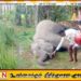அம்பாறையில் வயல் ஒன்றில் மின்சார வேலியில் சிக்கி காட்டு யானை உயிரிழப்பு