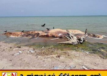 யாழில் இறந்த நிலையில் கரை ஒதுங்கியுள்ள திமிங்கிலம்