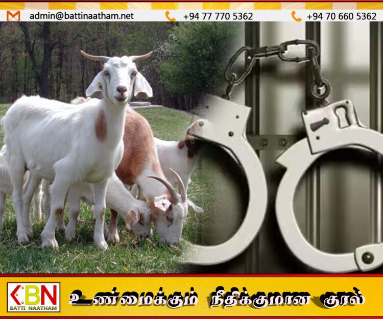 யாழில் மூன்று இலட்சம் பெறுமதியான 6 ஆடுகளை திருடிய இருவர் கைது
