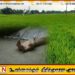வயல் ஒன்றில் இருந்து மீட்கப்பட்ட பெண் ஒருவரின் சடலம்