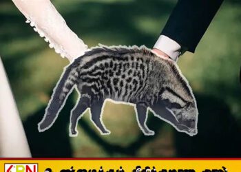 திருமண பந்தத்தில் இணைந்த தனது மகளுக்கு 100 பூனைக்குட்டிகளை வரதட்சணையாக வழங்கிய பெற்றோர்