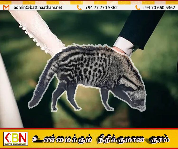 திருமண பந்தத்தில் இணைந்த தனது மகளுக்கு 100 பூனைக்குட்டிகளை வரதட்சணையாக வழங்கிய பெற்றோர்